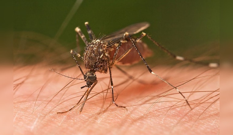 West Nile Virus Detected in Huntington Beach Mosquitoes, Orange County on Alert