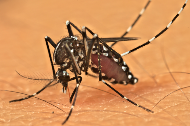 West Nile Virus Detected in Mosquitoes Across Multiple Allegheny County Neighborhoods, Pesticide Treatments Scheduled