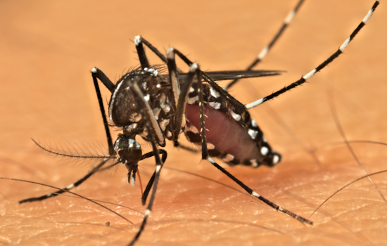 West Nile Virus Detected in Mosquitoes Across Multiple Allegheny County Neighborhoods, Pesticide Treatments Scheduled