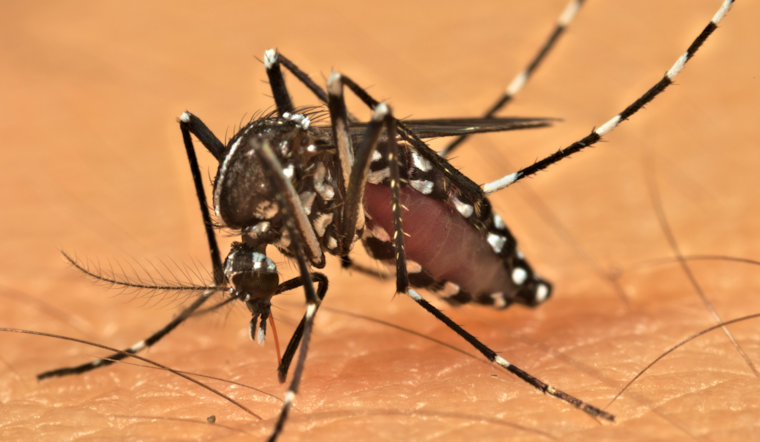 West Nile Virus Detected in Mosquitoes Across Multiple Allegheny County Neighborhoods, Pesticide Treatments Scheduled