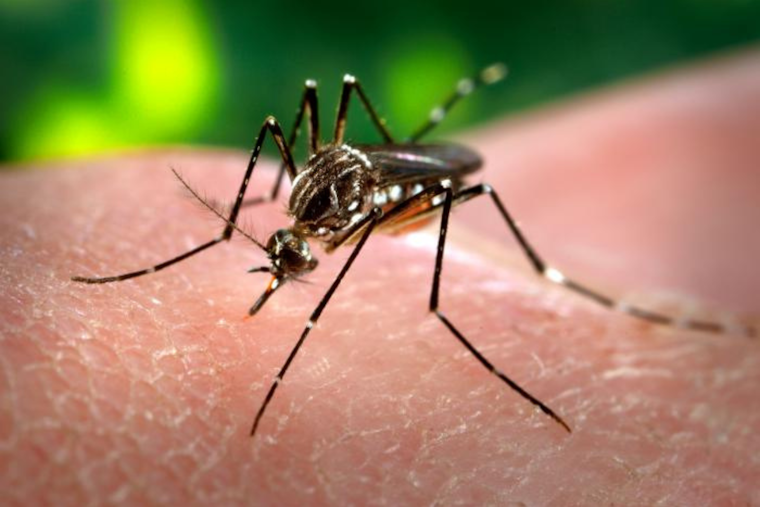 West Nile Virus Detected in Mosquitoes in Ottawa County's Holland Area, No Human Cases Reported