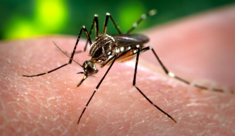 West Nile Virus Detected in Mosquitoes in Ottawa County's Holland Area, No Human Cases Reported