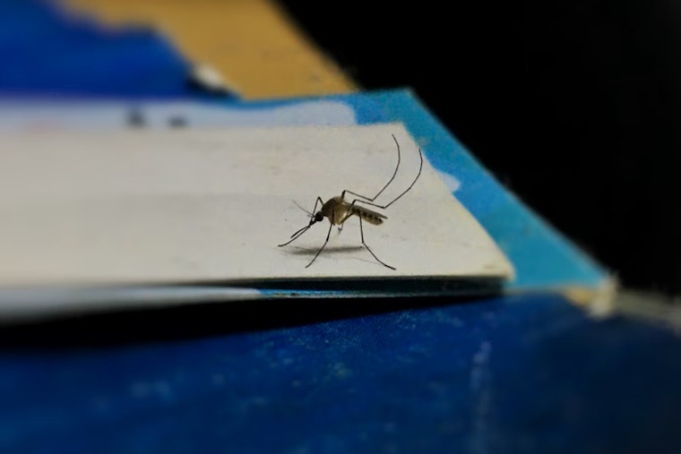 West Nile Virus Spike in Southern Nevada, Human Cases Rise, Horses Euthanized Amid Outbreak