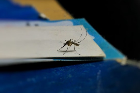West Nile Virus Spike in Southern Nevada, Human Cases Rise, Horses Euthanized Amid Outbreak
