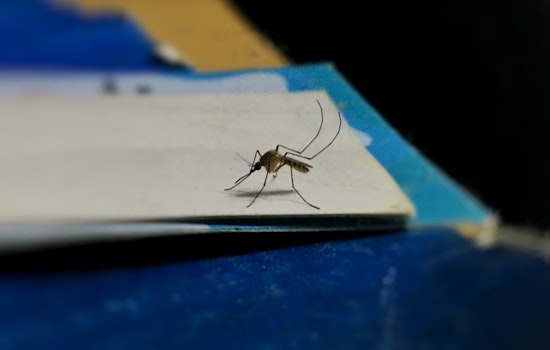 West Nile Virus Spike in Southern Nevada, Human Cases Rise, Horses Euthanized Amid Outbreak