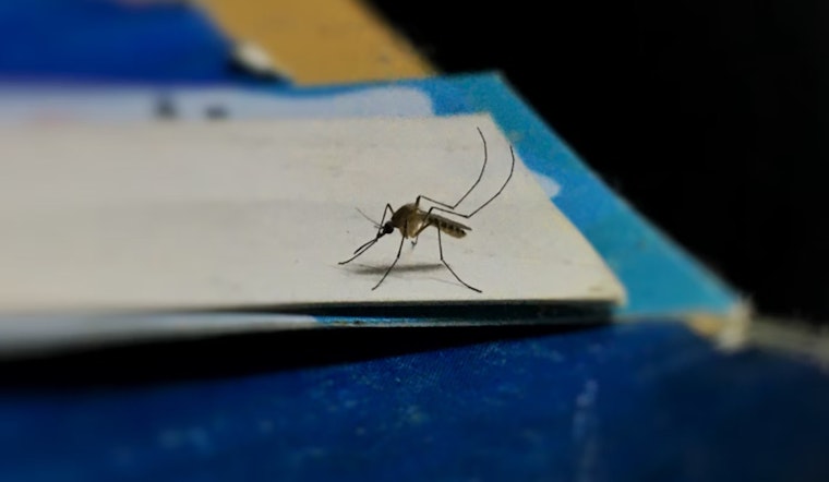 West Nile Virus Spike in Southern Nevada, Human Cases Rise, Horses Euthanized Amid Outbreak
