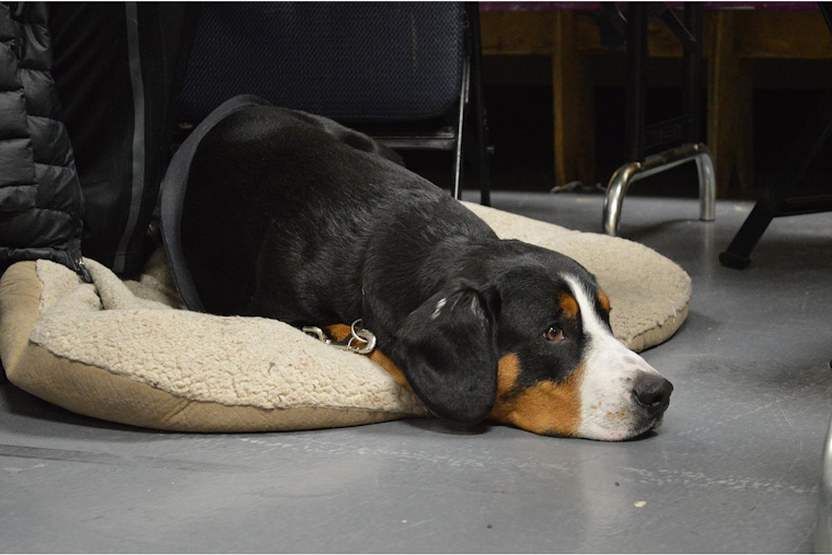 White Settlement Fire Department Urges Pet Owners to Prioritize Fire Safety on National Pet Fire Safety Day