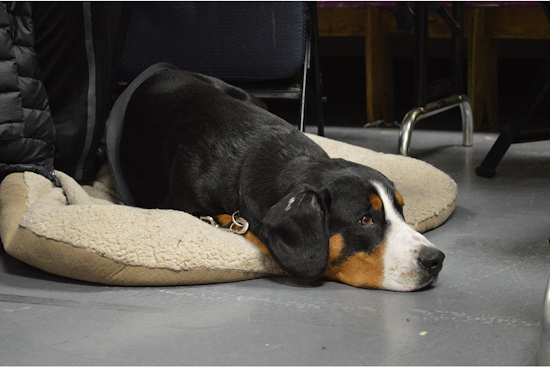 White Settlement Fire Department Urges Pet Owners to Prioritize Fire Safety on National Pet Fire Safety Day