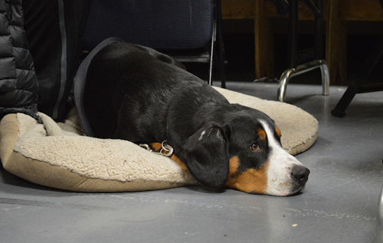 White Settlement Fire Department Urges Pet Owners to Prioritize Fire Safety on National Pet Fire Safety Day