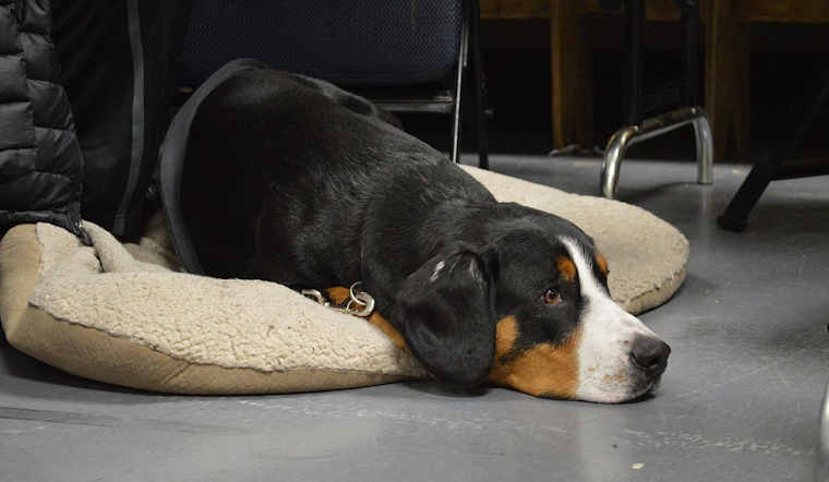 White Settlement Fire Department Urges Pet Owners to Prioritize Fire Safety on National Pet Fire Safety Day