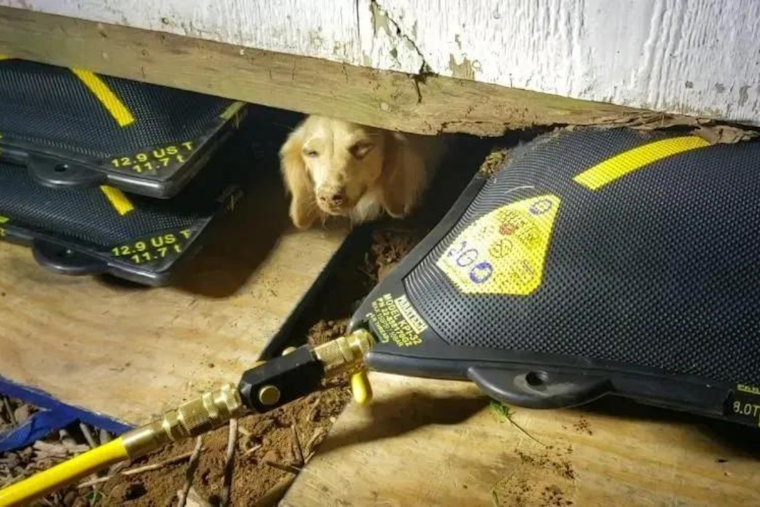 Williamson County Firefighters Ingeniously Rescue Dachshund Trapped Under Shed