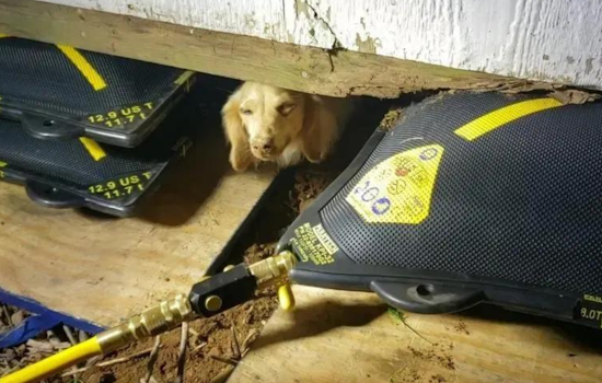 Williamson County Firefighters Ingeniously Rescue Dachshund Trapped Under Shed