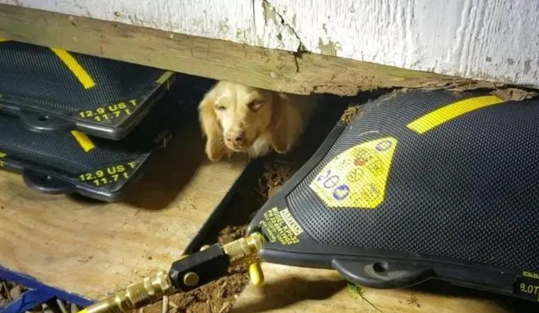 Williamson County Firefighters Ingeniously Rescue Dachshund Trapped Under Shed