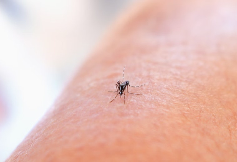 Williamson County Reports First Human Case of West Nile Virus This Year