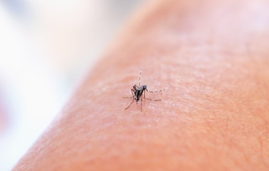 Williamson County Reports First Human Case of West Nile Virus This Year