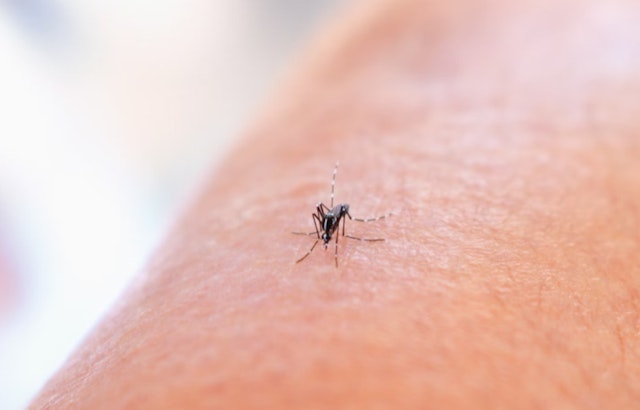 Williamson County Reports First Human Case of West Nile Virus This Year