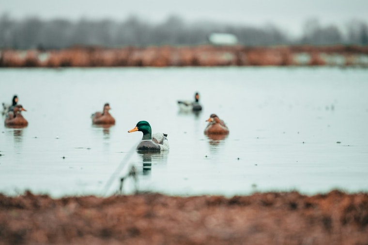 Wright County Offers Exclusive Duck Hunting Experience for Disabled Veterans at Robert Ney Regional Park