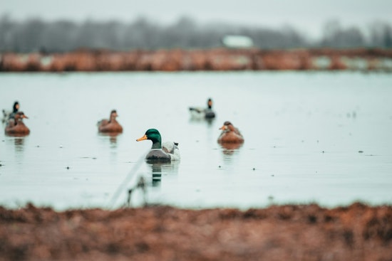 Wright County Offers Exclusive Duck Hunting Experience for Disabled Veterans at Robert Ney Regional Park