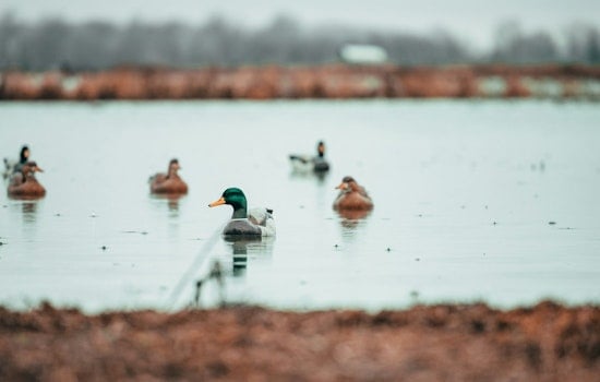 Wright County Offers Exclusive Duck Hunting Experience for Disabled Veterans at Robert Ney Regional Park