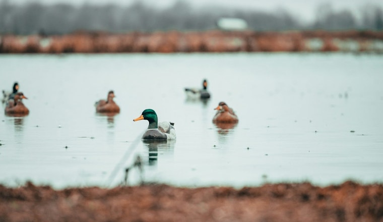 Wright County Offers Exclusive Duck Hunting Experience for Disabled Veterans at Robert Ney Regional Park
