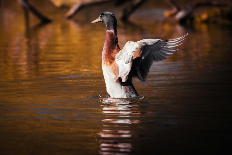 Wright County Parks and Partners Host 2024 Disabled Veterans Duck Hunt at Robert Ney Regional Park