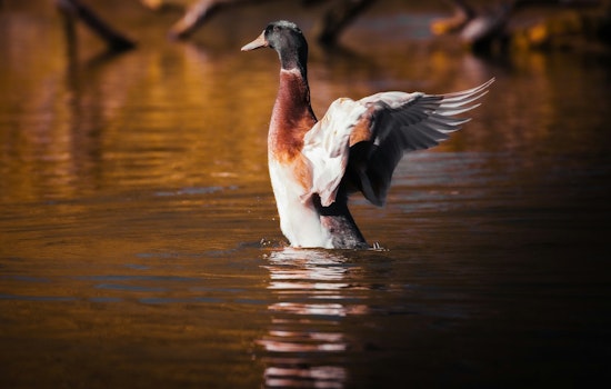 Wright County Parks and Partners Host 2024 Disabled Veterans Duck Hunt at Robert Ney Regional Park