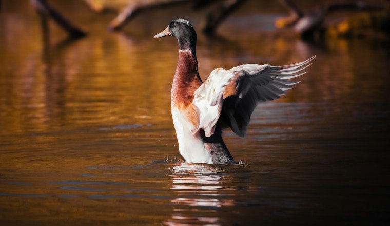Wright County Parks and Partners Host 2024 Disabled Veterans Duck Hunt at Robert Ney Regional Park