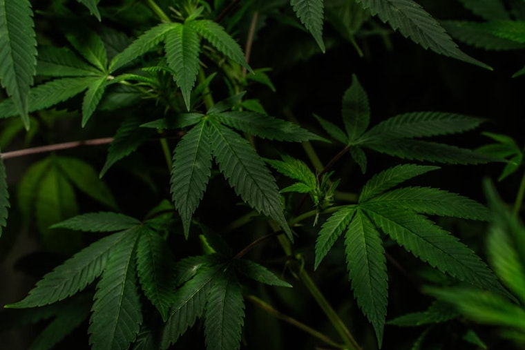 Yuba County Authorities Seize Over 25,000 Marijuana Plants in Multi-Agency Crackdown