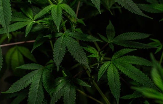 Yuba County Authorities Seize Over 25,000 Marijuana Plants in Multi-Agency Crackdown