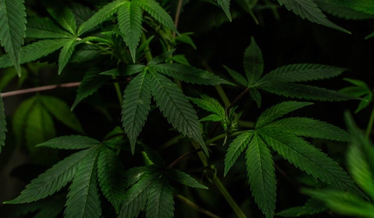 Yuba County Authorities Seize Over 25,000 Marijuana Plants in Multi-Agency Crackdown