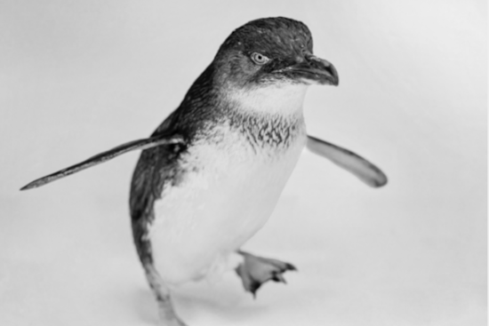 San Diego Mourns the Loss of Azulito, Beloved Little Blue Penguin at Birch Aquarium