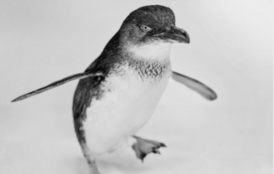 San Diego Mourns the Loss of Azulito, Beloved Little Blue Penguin at Birch Aquarium