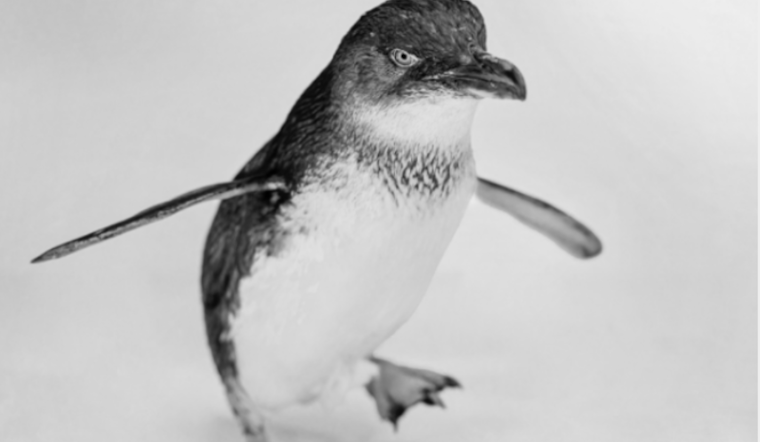 San Diego Mourns the Loss of Azulito, Beloved Little Blue Penguin at Birch Aquarium