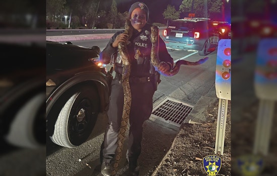 10-Foot Python Found in Vehicle After Police Pursuit Following Vallejo Sideshow; Multiple Arrests Made