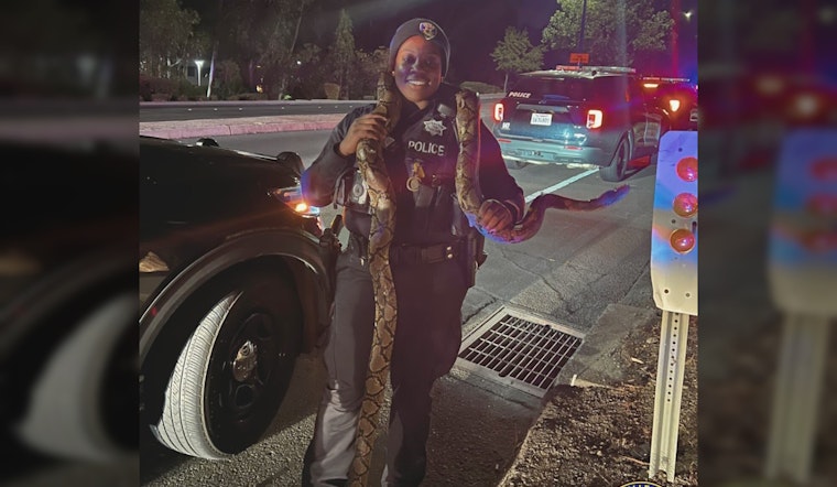 10-Foot Python Found in Vehicle After Police Pursuit Following Vallejo Sideshow; Multiple Arrests Made