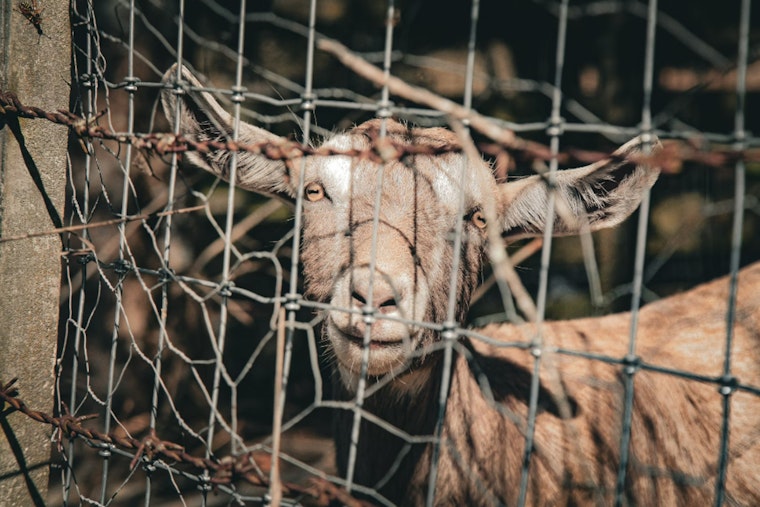 24 Animals Rescued Amidst Heat and Neglect on St. Clair County Farm, Investigation Underway