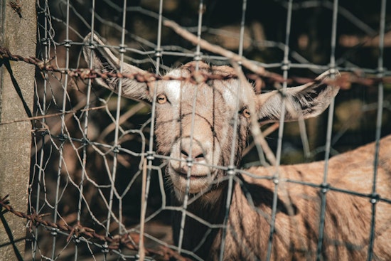 24 Animals Rescued Amidst Heat and Neglect on St. Clair County Farm, Investigation Underway