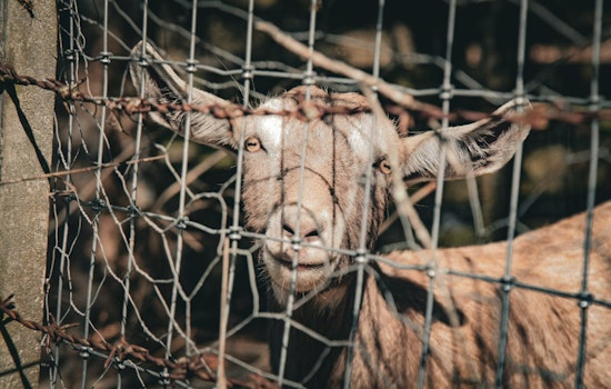 24 Animals Rescued Amidst Heat and Neglect on St. Clair County Farm, Investigation Underway