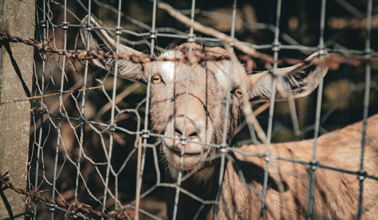 24 Animals Rescued Amidst Heat and Neglect on St. Clair County Farm, Investigation Underway