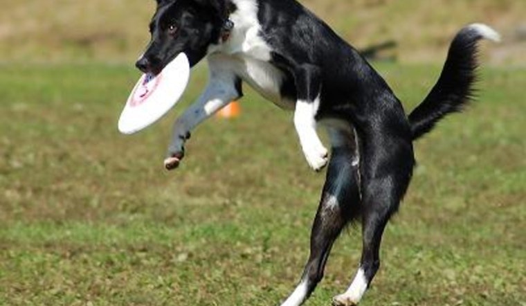 50th Canine Frisbee World Championship Soars into Naperville with Global Participation