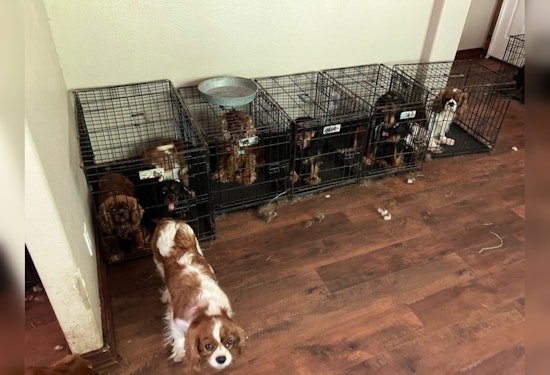 68 Dogs Rescued from Suspected Animal Cruelty in Lakebay Home, Pierce County Sheriff's Department Investigates