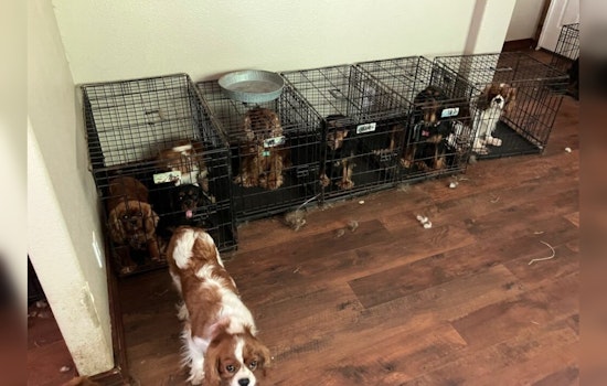 68 Dogs Rescued from Suspected Animal Cruelty in Lakebay Home, Pierce County Sheriff's Department Investigates