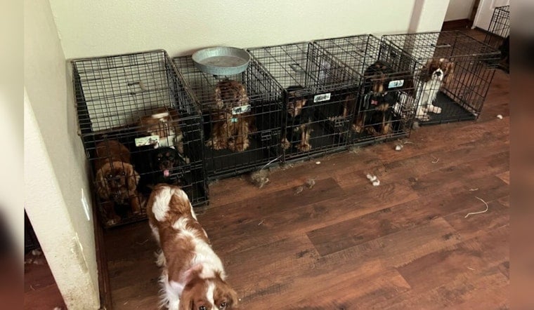 68 Dogs Rescued from Suspected Animal Cruelty in Lakebay Home, Pierce County Sheriff's Department Investigates