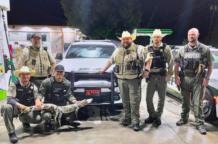 Alligator Found Wandering Rowan County Roadway Confounds Spencer Officials