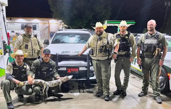 Alligator Found Wandering Rowan County Roadway Confounds Spencer Officials