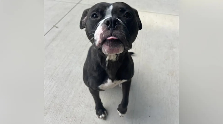 Charlotte-Mecklenburg Animal Shelter Urges Public Help as Canine Overcrowding Forces Euthanasia Decisions
