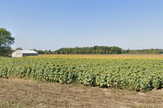 A Weekend Full of Delights in Michigan: Sunflower Festivals, Art Walks, and BBQ Ribs Await