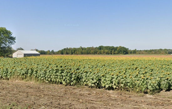A Weekend Full of Delights in Michigan: Sunflower Festivals, Art Walks, and BBQ Ribs Await