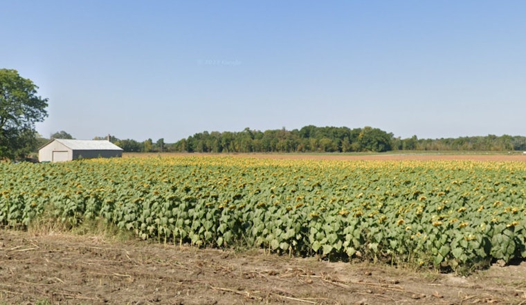 A Weekend Full of Delights in Michigan: Sunflower Festivals, Art Walks, and BBQ Ribs Await