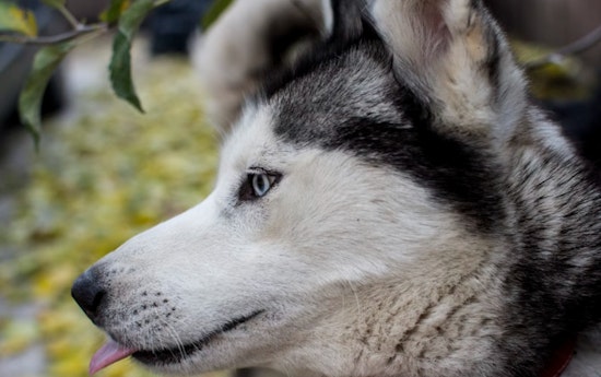 Aggressive Husky Mix Dogs "Anika" and "Sequoia" Found and Contained After Incidents on West River Road